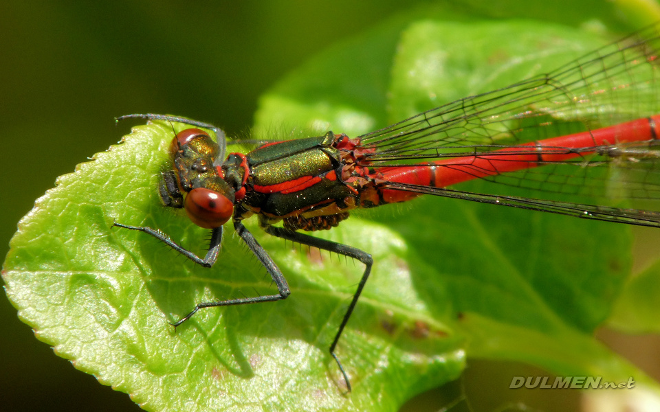 Large Red Damsel (Pyrrhosoma nymphula)